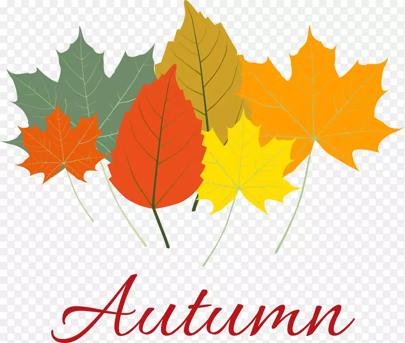 ʸ����ͨ��ɫ��Ҷ-������