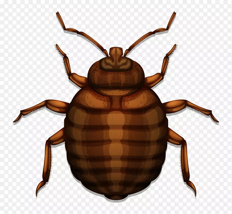 ��ͨ�ɰ�С����װ�ζ���ͷ�����-������