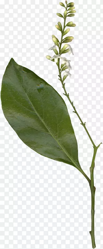 ��ֲװ��-������