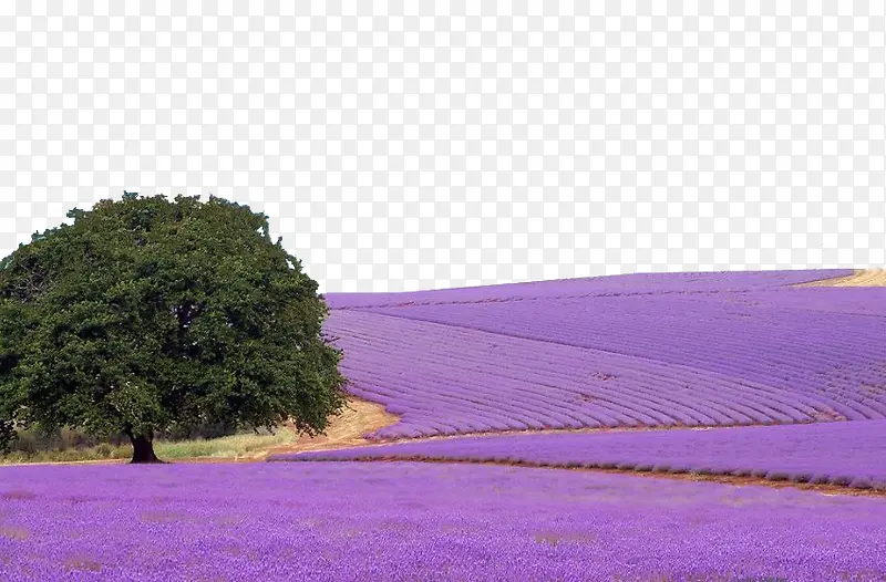 ��ƬѬ�²���ֲ-������