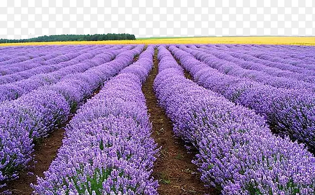 Ѭ�²�ׯ԰-������