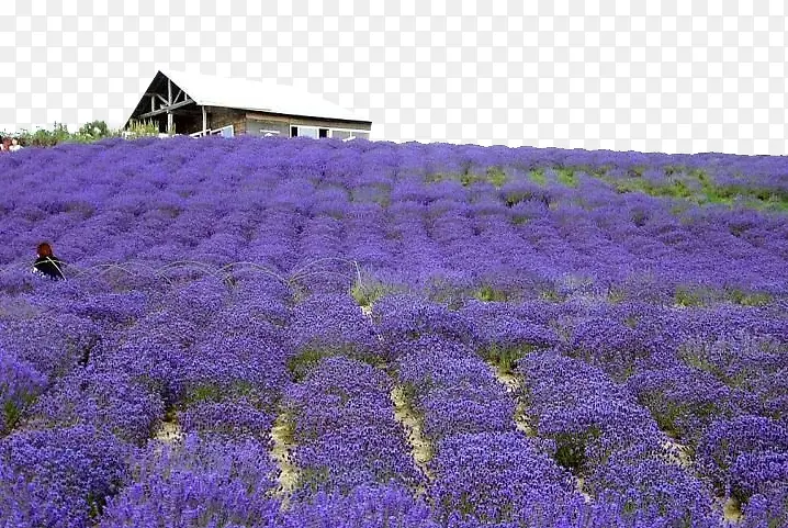 Ѭ�²���ֲ-������