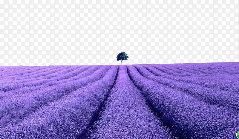 ����Ѭ�²���ֲ-������