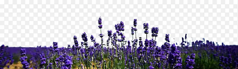 Ѭ�²�д��-������