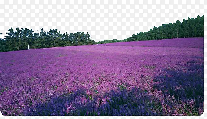 ��ɴ��Ӱ����-������