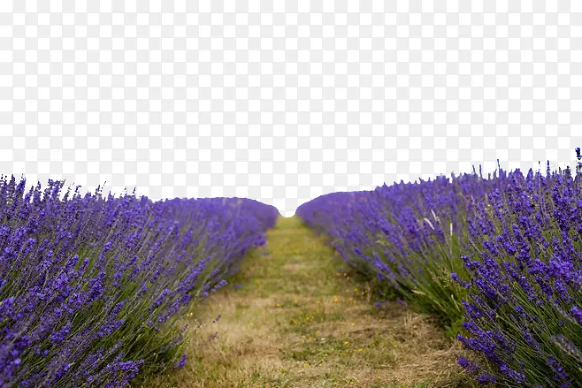 Ѭ�²ݻ�ɴ��Ӱ����-������