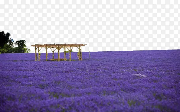 ޹�²ݻ�ɴ�������-������