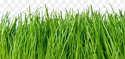 ��ƺ-������