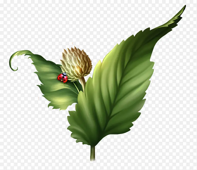 ��ɫ����ֲ��-������