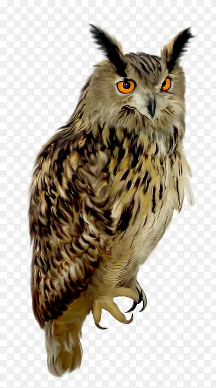 ˮ��èͷӥ-������