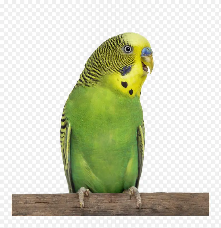 ��֦�ϵ�����-������