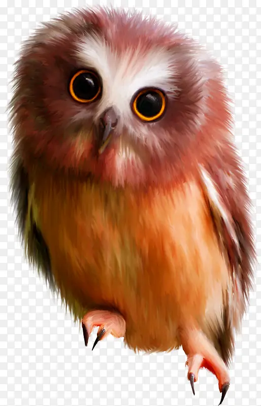 ��ɫ�ɰ�èͷӥ-������