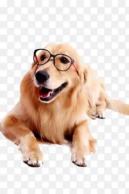 �ɰ��������๷-������