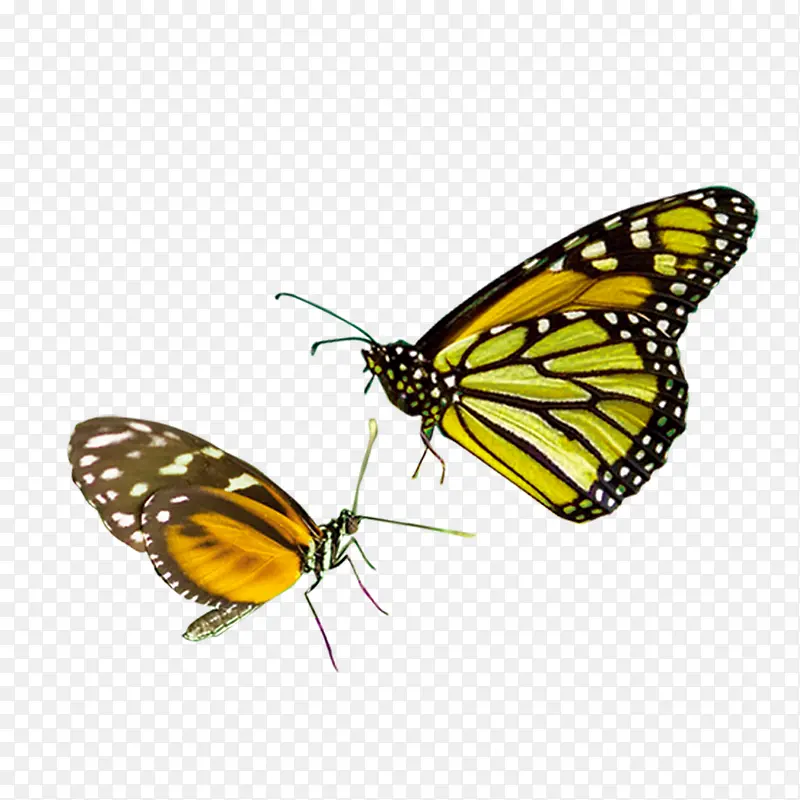 ��ɫ������������ز�-������