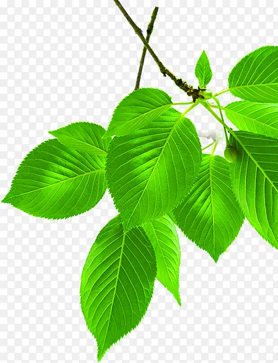 ��ɫ��Ҷ��֦����-������