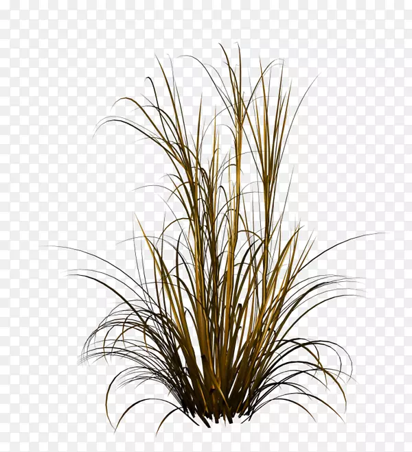 ��ɫ��Ȫ��ƺ����Ӱ.ˮ��ֲ��-������