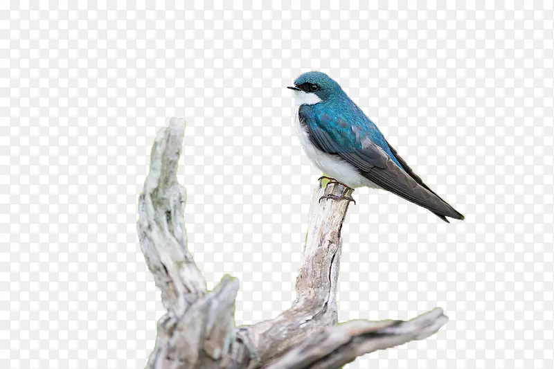 ����-������