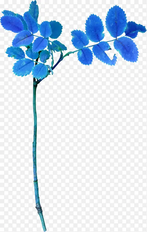 ��ɫ��֦-������