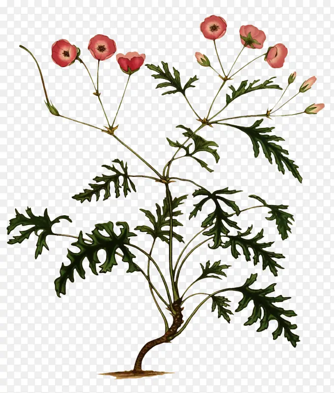 һ����֦-������