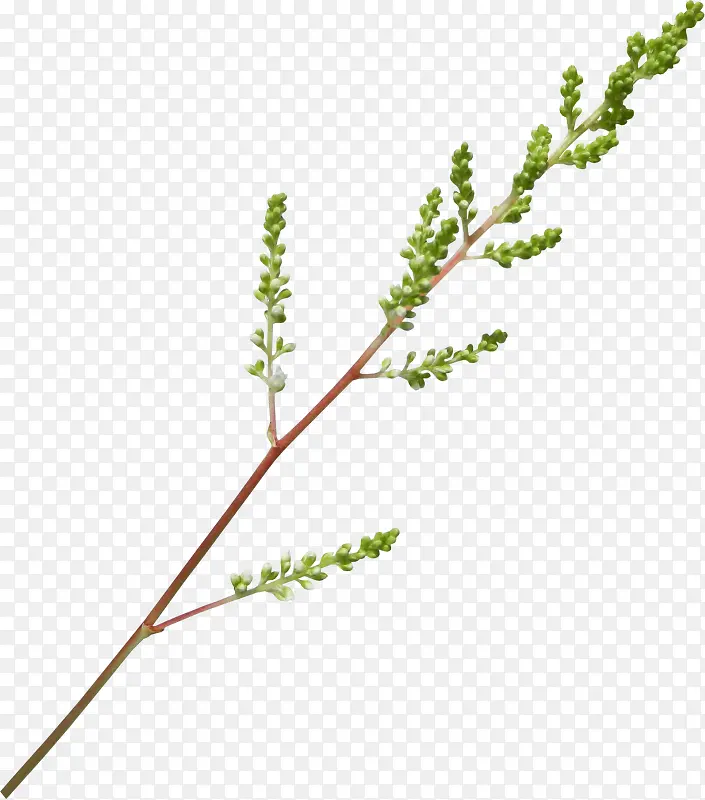 һ����֦-������