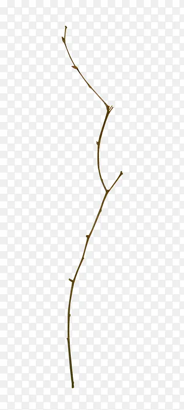 һ��ϸ��֦-������