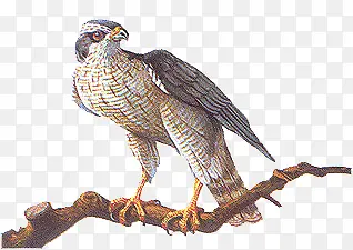 �ֻ�ӥ-������