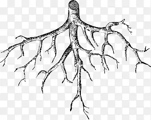 �ֻ���֦-������