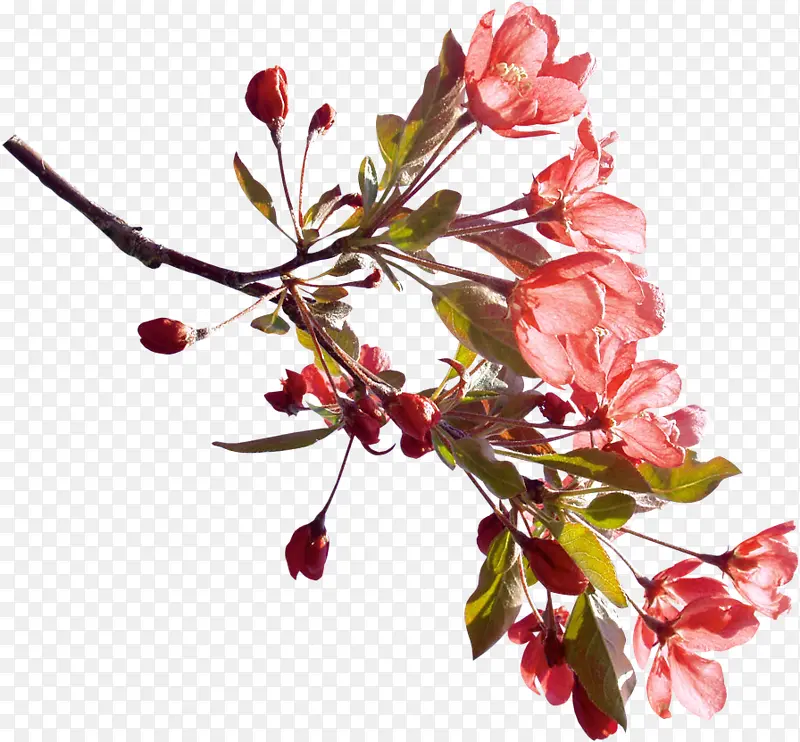 һ����֦-������