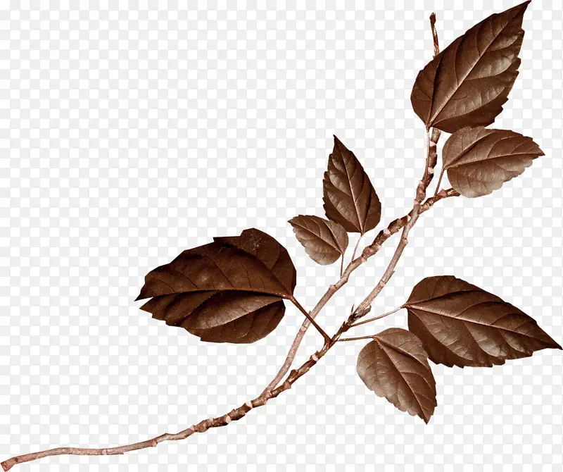 һ����֦-������