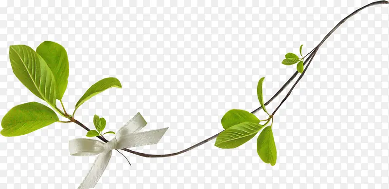 һ����֦-������