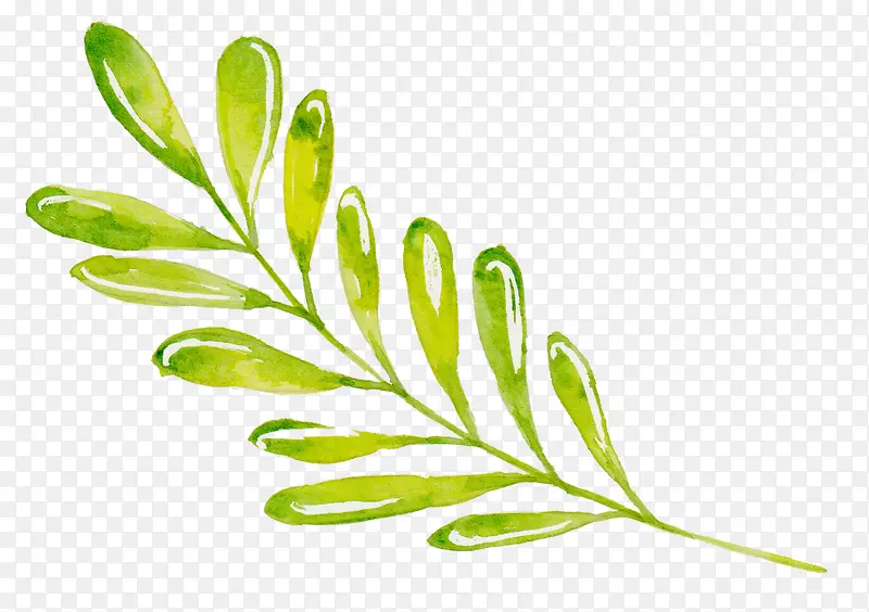 �ֻ���Ҷ-������