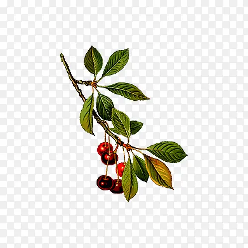 ��֦�ϵ�ӣ��ͼƬ�ز�-������