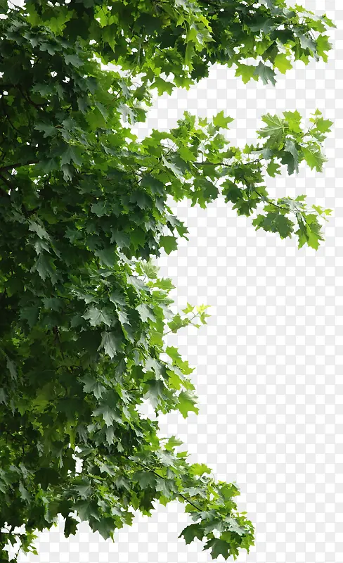 ��֦��������Ҷ��ƬЧ������-������