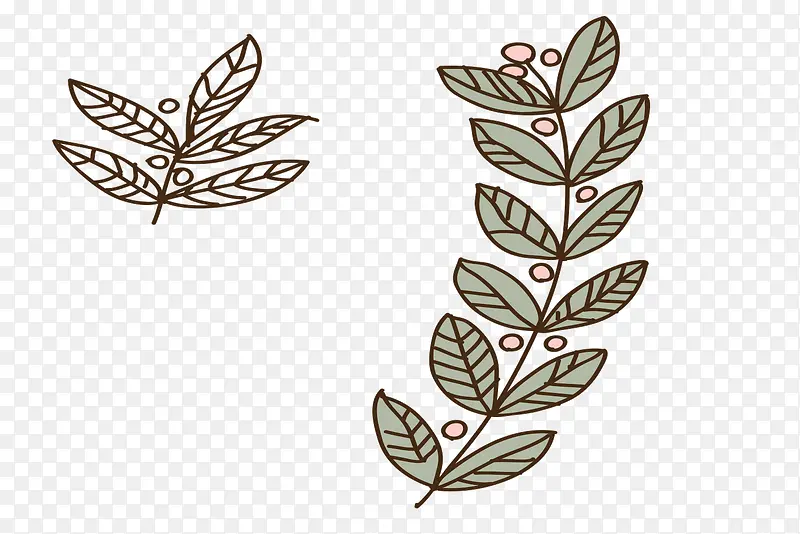 ��ͨ�ɰ���Ҷ-������