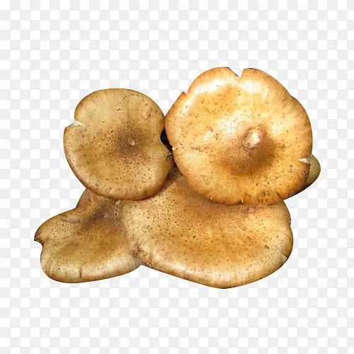 �Ģʳ��ͼƬ�ز�-������