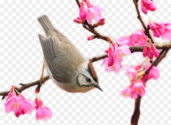 ֦ͷС��-������