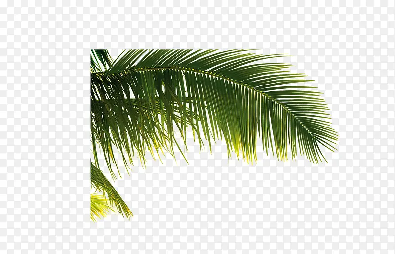 ��֦-������