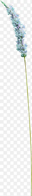 ��è��-������