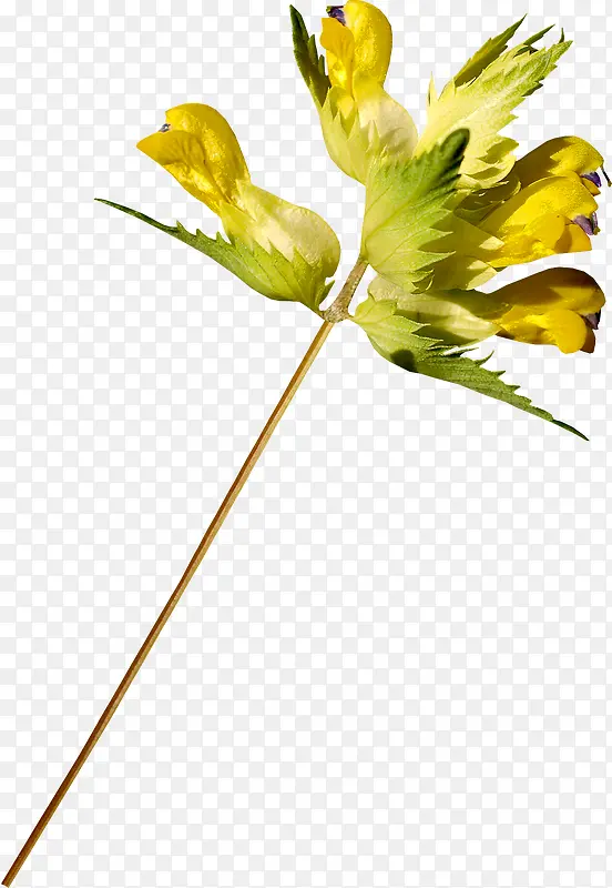 ��������֦-������