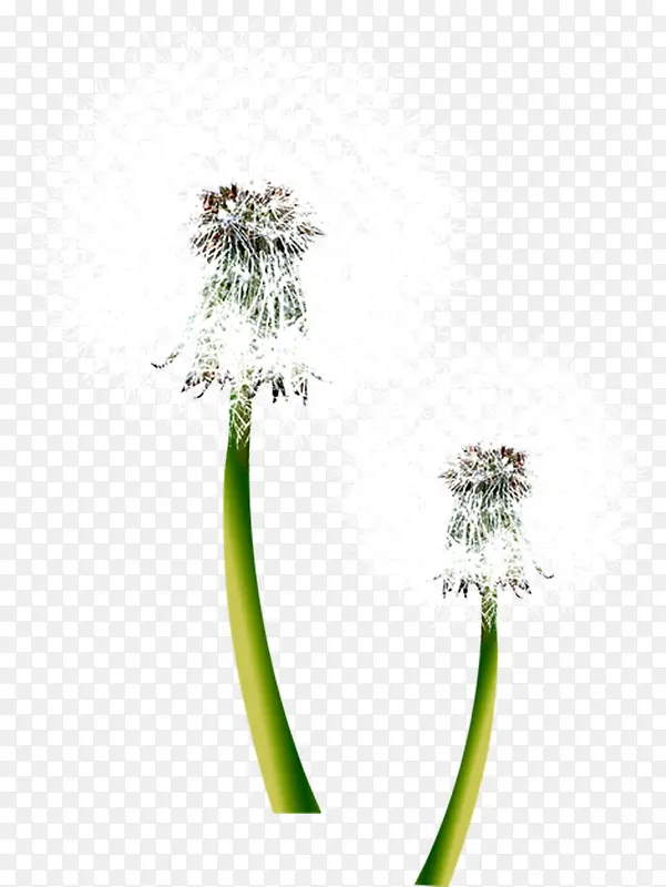 ������Ӱ����İ�ɫ�ѹ�Ӣ-������