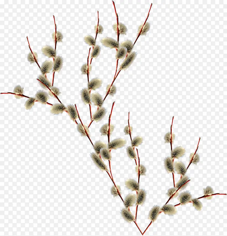 д����֦-������