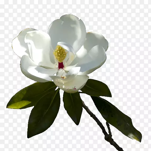 ����ֲ�����ͼ��ľ����ŮӶ����-ľ��-������