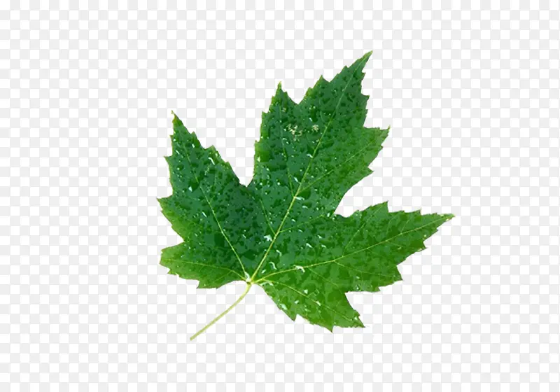 ��Ҷ�����ز�-������