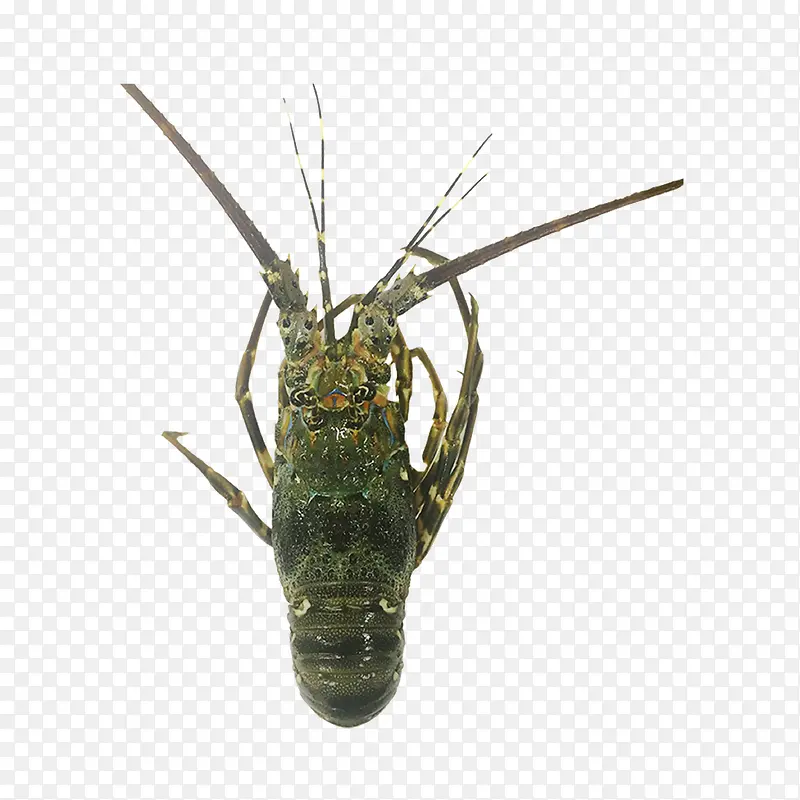 ������Ϻ������-������