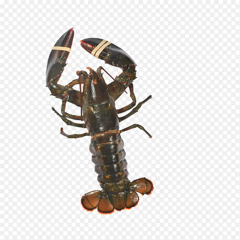 ������Ϻ�������-������