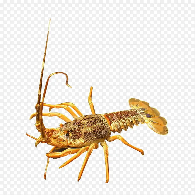 ����С��Ϻ����ز�-������