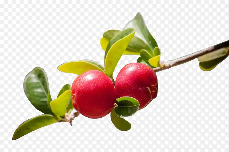 ������ѿ����-������