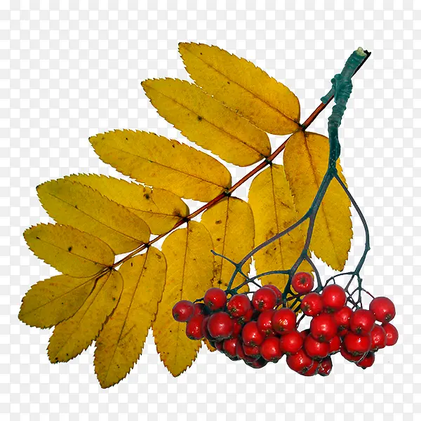 vɽ�-������