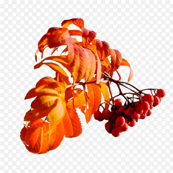 ɽ�-������