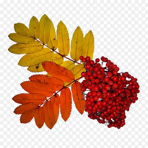 ɽ�-������